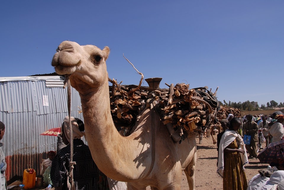 Animal Transport in Africa